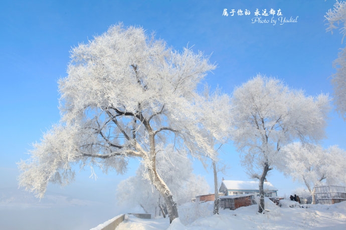  第一次见到雾凇，才知什么叫玉树琼花、婀娜多姿。沿着松花江的堤岸望去，看到一道神奇而美丽的风景线：松柳凝霜挂雪，戴玉披银，一派银装素裹，如朵朵白云，排排雪浪，十分壮观。【图文：新浪博客@冰沁于心】