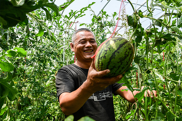 潼關：西瓜大棚里洋溢脫貧新活力