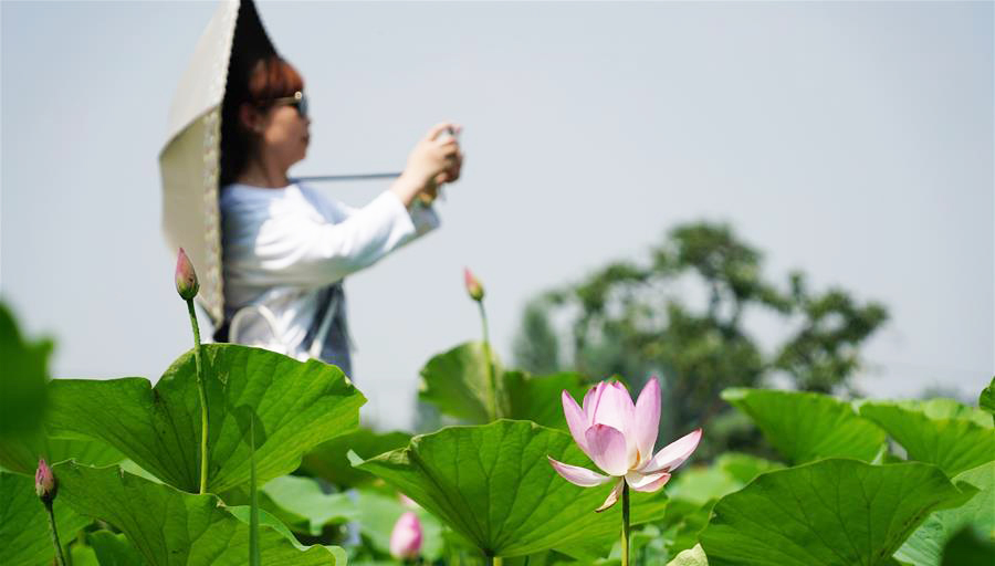 美丽长安花常开