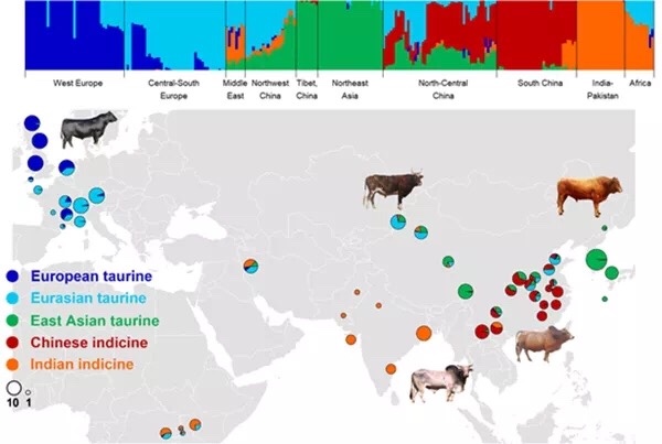 西北农大科研团队首次证明东亚家牛有三个血统来源
