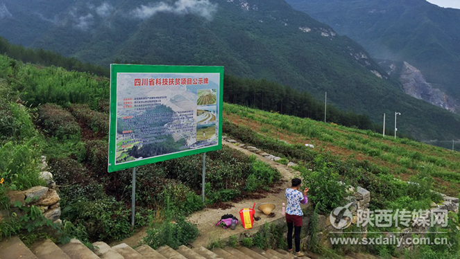 杨凌示范区带领茶农走向科学化种植茶叶可持续发展道路