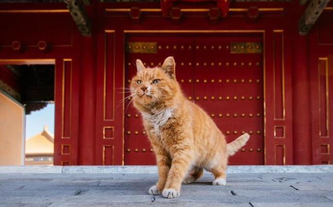 故宮網紅貓去世 曾連續6次成功預測世界杯比賽勝負