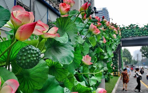 高溫暴曬半個月 西安街頭的塑料花花草草會釋放毒氣嗎？