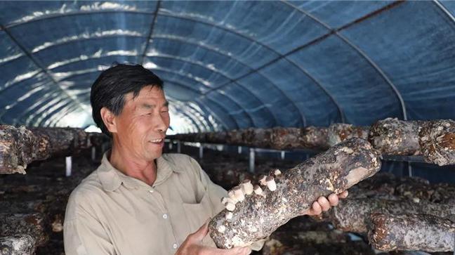 留坝县130万斤夏季香菇陆续上市