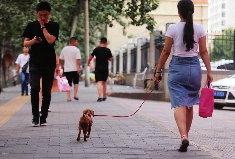 西安整治不文明養(yǎng)犬 出門遛狗牽引帶不能超2米