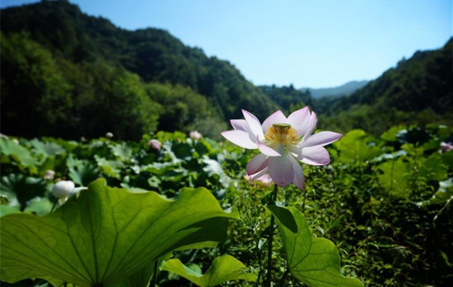 高山芙蕖映日開