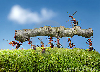 科学家揭开蚂蚁种群社会性形成之谜