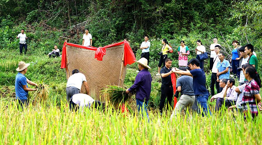 陜西平利：水稻開鐮收割 農(nóng)民喜慶豐收