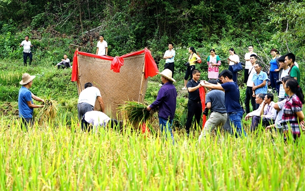 開(kāi)鐮！安康平利縣稻田收割引來(lái)觀光客