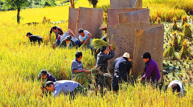 寧陜縣慶祝首屆“中國農(nóng)民豐收節(jié)” 寨溝朱鹮稻谷飄香