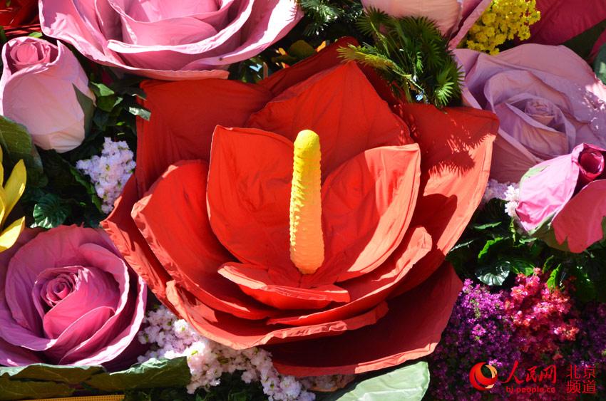 今年的“祝福祖国”大花篮主花材选取形如红心的红掌。人民网尹星云 摄