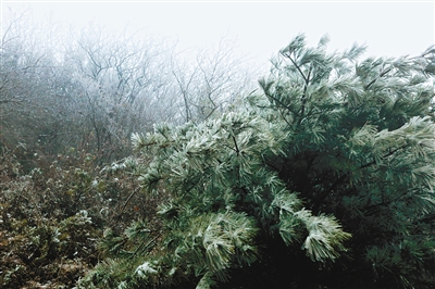 秦嶺分水嶺迎今秋首場雪 冰掛滿枝 晶瑩剔透