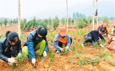 鄠邑區(qū)加速推進西安院子項目復(fù)綠工程