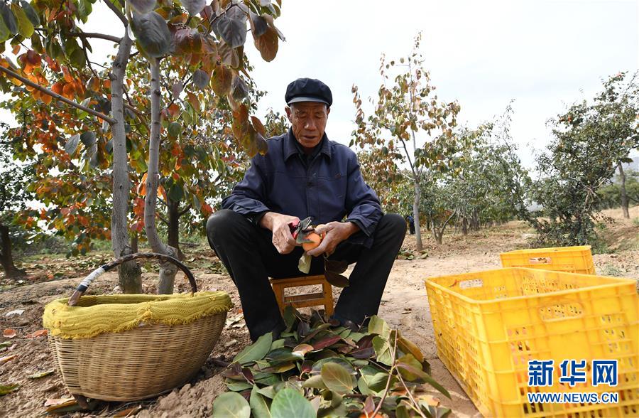 10月23日，富平县曹村镇太白村的果农在果园里收获柿子。新华社记者李一博摄