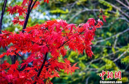 甘肃天水小陇山植物园里的枫树叶红似火。　陈治平　摄