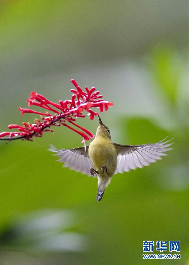 在福州国家森林公园，一只太阳鸟在红苞花枝头“起舞”（11月13日摄）。 新华社记者梅永存摄