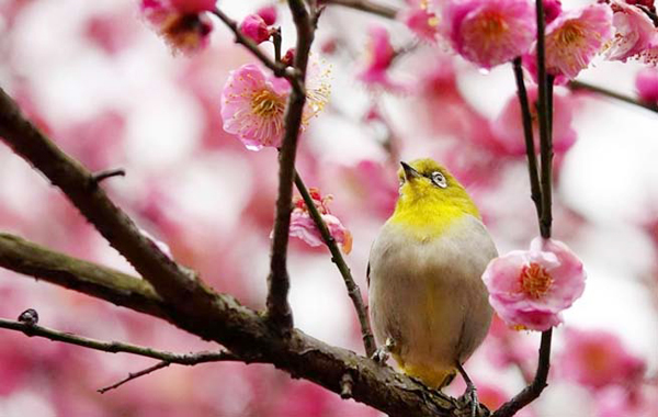 梅花開 引鳥來