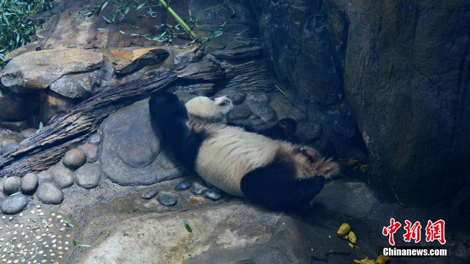 　　1月10日，大熊猫在温室内午睡。连日来，随着京城气温走低，北京动物园的“国宝”大熊猫们都纷纷躲进温暖的室内睡眠吃食，大熊猫萌哒哒的睡相可谓千姿百态，让游客们笑翻了天。中新社发 樊甲山 摄 图片来源：CNSPHOTO