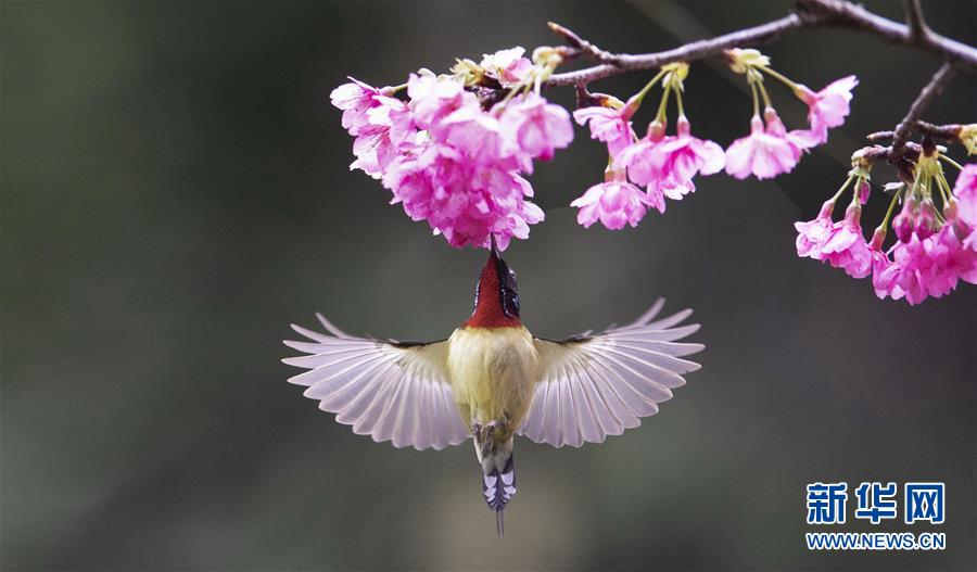 　　福建省福州国家森林公园内，一只叉尾太阳鸟在盛开的樱花枝头上采蜜（1月17日摄）新华社记者梅永存摄