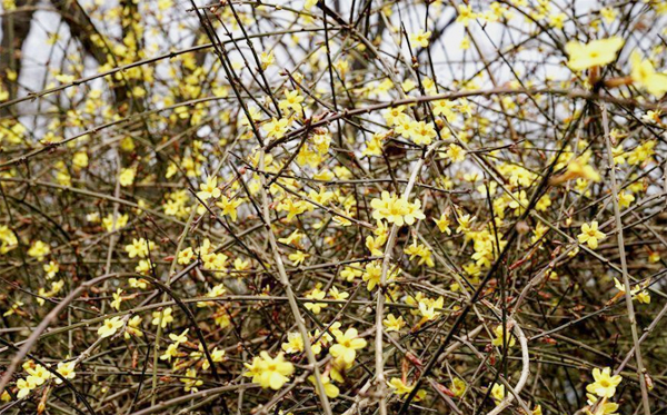 西安興慶公園里臘梅“辭舊”迎春花“報喜” 惹游客駐足玩賞