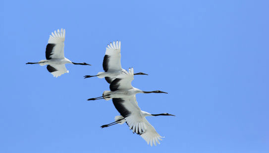 湿地引北归候鸟 候鸟诱八方游客