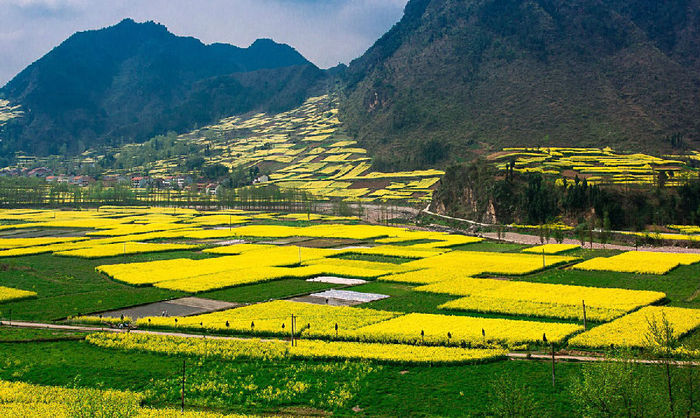 中國(guó)油菜花旅游推廣聯(lián)盟成立
