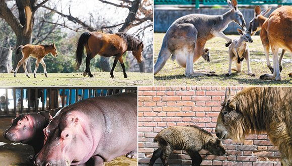 秦嶺野生動物園春日喜添一批“新丁” 看 動物寶寶扎推曬萌