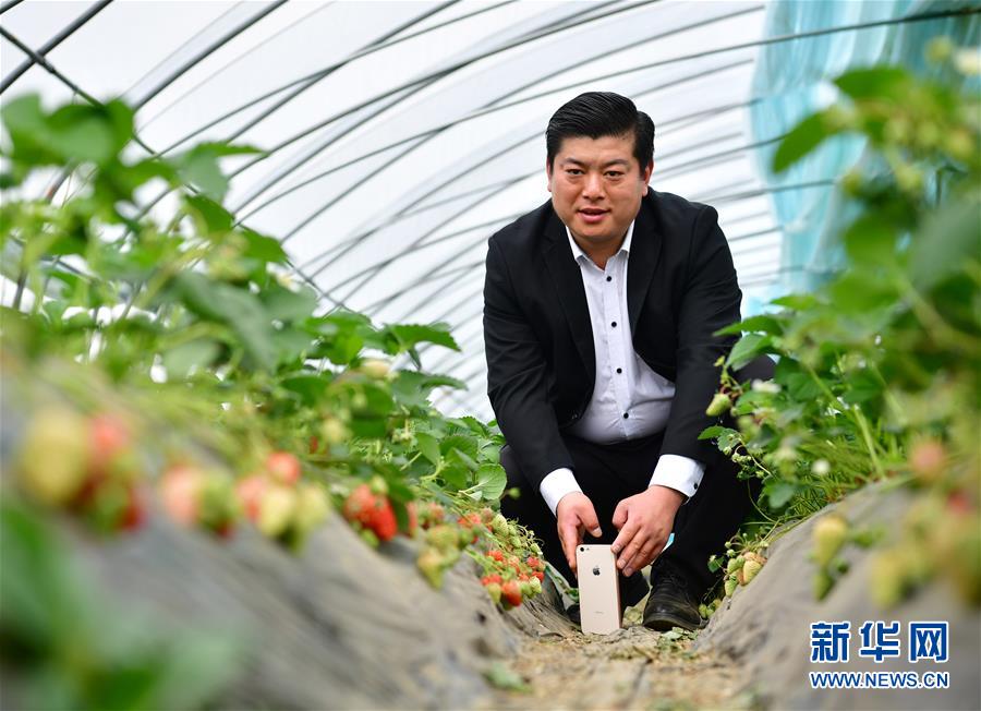 　3月19日，翟文波在西安市长安区长安草莓种植基地大棚内进行视频直播。  新华社记者 邵瑞 摄