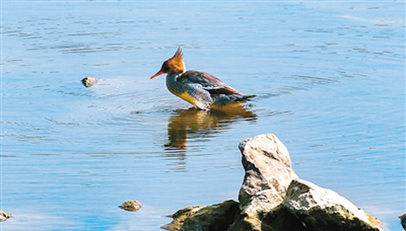 “鳥類中的大熊貓”中華秋沙鴨現(xiàn)身西安浐灞濕地公園