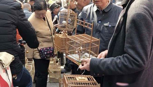 黄喉鹀鹩哥大山雀 西仓鸟市仍有摊贩非法贩卖野生鸟类