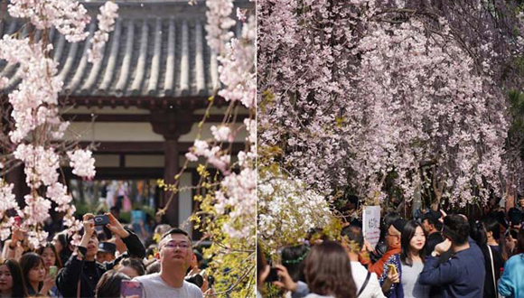 西安青龍寺 櫻花引客來(lái)