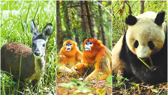 保護秦嶺“精靈” 你我攜手同行 ——關(guān)注秦嶺野生動物·獸類篇