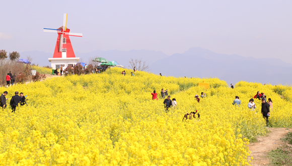 汉中油菜花海迎八方宾客