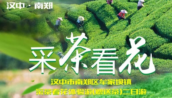  醉美春天明前茶采摘體驗(yàn)活動(dòng)來(lái)襲！帶你搶采明前的那一丟丟嫩芽芽！