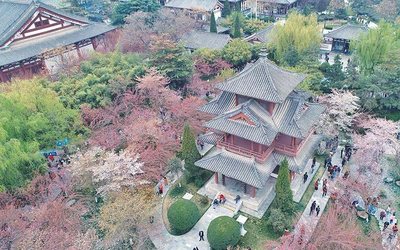 【無人機“瞰”陜西】櫻花紅陌上 春色滿長安