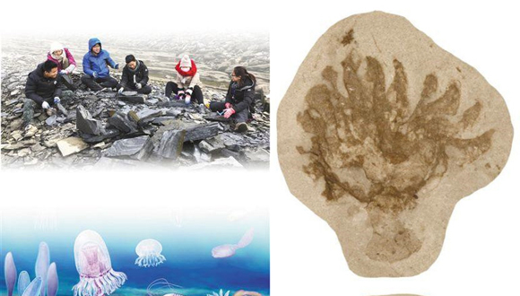 寒武紀(jì)化石寶庫——清江生物群（科技視點(diǎn)）