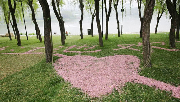 滿地落櫻棄之可惜 保潔員用花瓣拼圖