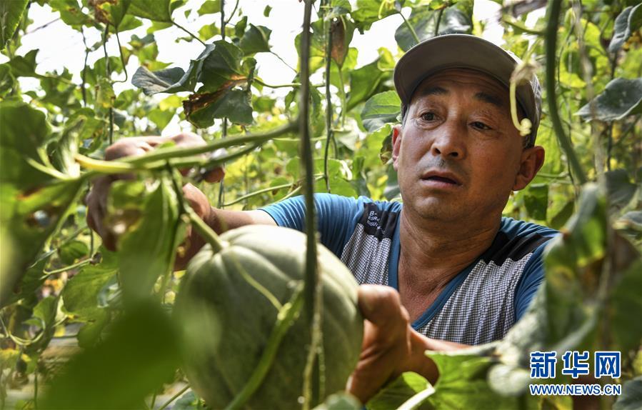 陕西省吴起县马湾村的马有恩在大棚里采摘西甜瓜(6月6日摄)。马有恩全家五口人共退耕还林32亩,现在经营7亩大棚,年纯收入5万元以上。新华社记者陶明摄 陕西省吴起县马湾村的马有恩在大棚里采摘西甜瓜(6月6日摄)。马有恩全家五口人共退耕还林32亩,现在经营7亩大棚,年纯收入5万元以上。新华社记者陶明摄