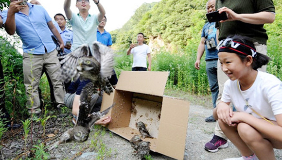 5只斑頭鵂鹠幼鳥秦嶺放飛 為國家二級保護動物