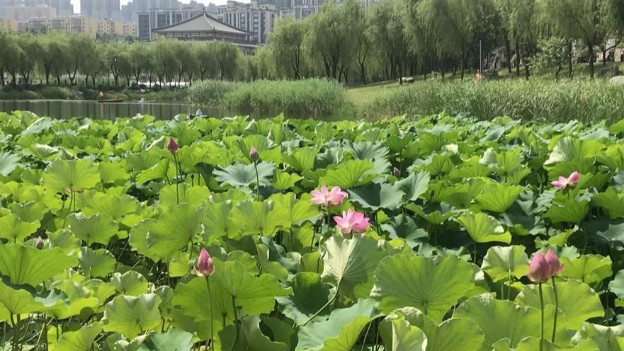 西安曲江池景區(qū)補植新荷 修剪枯萎荷葉