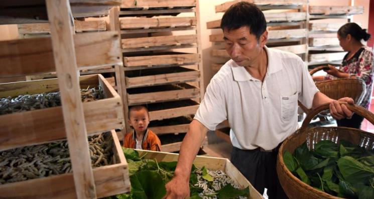 “蚕宝宝”助力秦岭深山乡亲脱贫