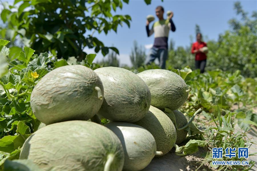 6月23日，新疆喀什地区巴楚县的瓜农在采摘留香瓜。　新华社记者 丁磊 摄