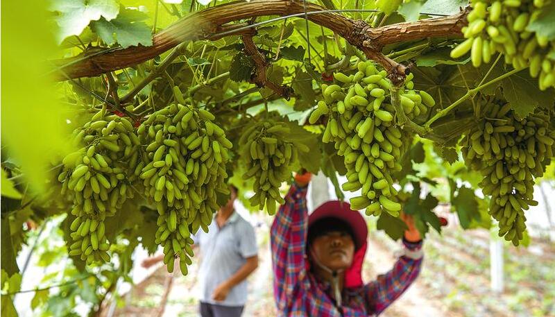 “甜蜜蓝宝石” 致富金钥匙
