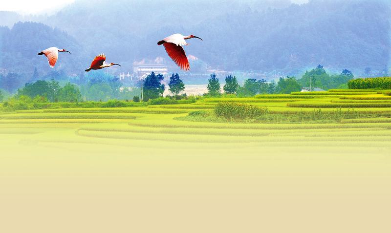  陕西今起在日本大阪举办朱鹮文化展