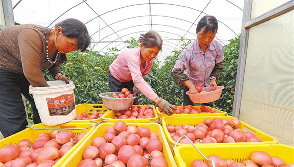 武功县：蔬菜专业合作社带动困难群众实现脱贫