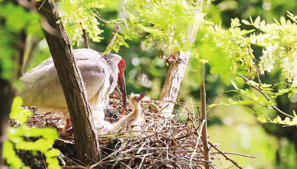 <i>铜川朱鹮家族添“新丁”</i>