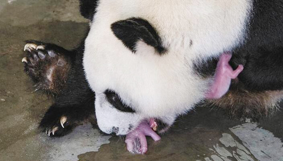 今年陕西首对大熊猫龙凤胎诞生