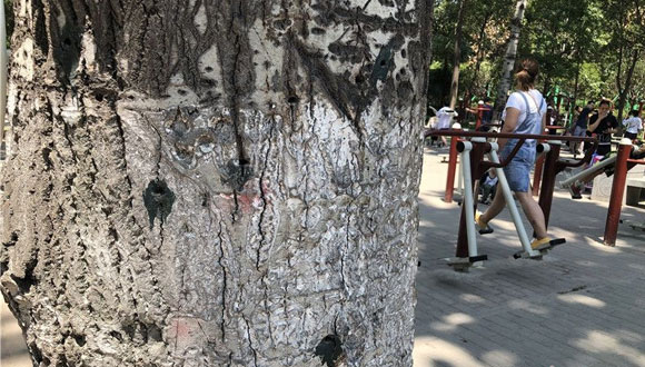 西安多家公园树上"长"钉子被当"挂物架" 这事儿你咋看？