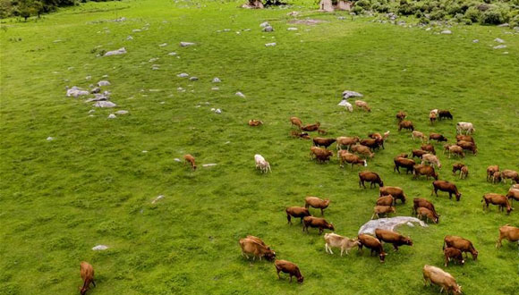 紫柏天坦显奇观