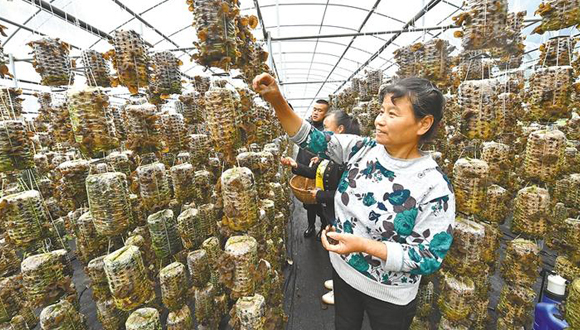 黑木耳种出脱贫路